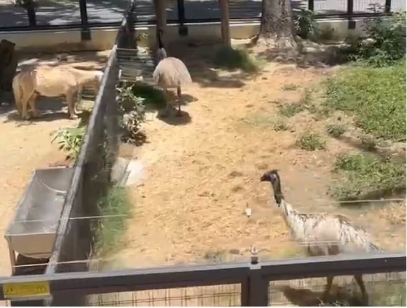 國民黨高雄市議員白喬茵20日質詢時指出,高雄壽山動物園草原動物區遮蔭設施不足,許多動物被迫在烈日下吃飯、喝水。(白喬茵提供)中央社記者蔡孟妤傳真 114年5月20日