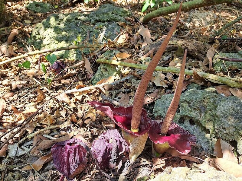 壽山國家自然公園的台灣魔芋及密毛魔芋,皆為台灣特有種,內政部國家公園署國家自然公園管理處日前啟動巡守計畫,對魔芋開花結果熱點進行巡守與觀測,並邀民間團體加入。(內政部國家公園署國家自然公園管理處提供)中央社記者蔡孟妤傳真 114年5月20日