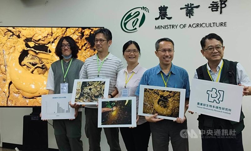 農業部生物多樣性研究所透過縮時攝影發現台灣特有種「魚池琴蛙」生殖秘密,以影像完整記錄魚池琴蛙從築巢、鳴叫、競爭、配對到產卵過程,21日公開。中央社記者汪淑芬攝 114年5月21日