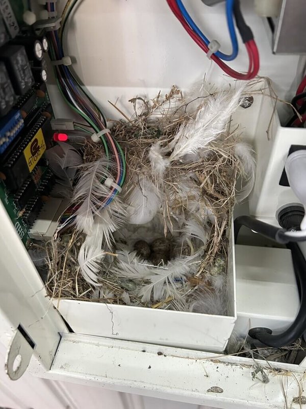 民眾在彰化縣埤頭鄉一處洗車場發現,場內充電樁下方一直有10元硬幣可撿,洗車業者調閱監視器畫面,才發現是麻雀利用裡面空間,用樹枝及羽毛築巢產蛋,將銅板叼出來。(民眾提供)中央社記者吳哲豪傳真 114年5月21日