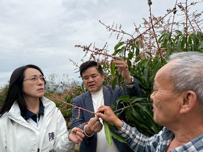 台東改良種芒果包括夏雪品種，今年初因寒害結果率不高，立委向農業部爭取現金救助。民進黨立委陳瑩22日表示，救助金已撥款，提醒農民確認是否入帳。圖為陳瑩（左）與民進黨立委莊瑞雄（中）前往勘災。（陳瑩服務處提供）中央社記者盧太城台東傳真  114年5月22日