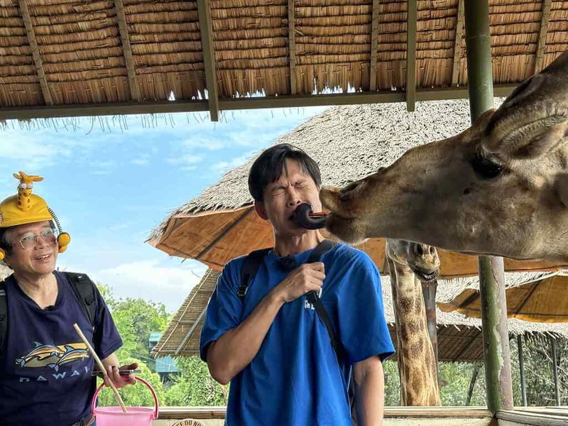 台語旅遊實境節目「行!鬥陣出國去!」赴泰國出外景,主持人黃鐙輝(右)過程中意外被長頸鹿「強吻」,笑翻全團。(公視台語台提供)中央社記者葉冠吟傳真 114年5月22日