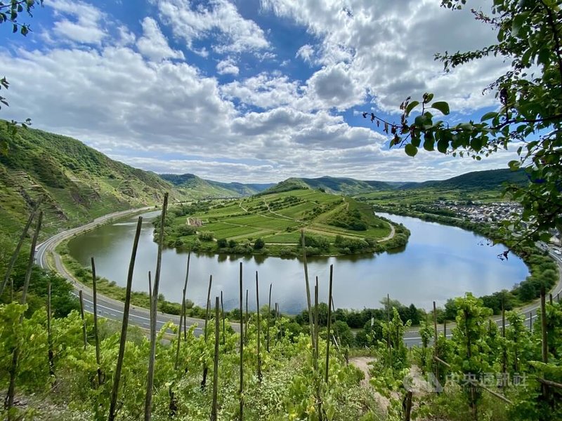 德國莫瑟爾河(Mosel)蜿蜒穿過山谷,沿岸陡坡種滿葡萄藤,是德國最具代表性的雷司令白葡萄酒產區之一。面對氣候變遷與消費萎縮等挑戰,當地許多家族酒莊正努力維持釀酒傳統。中央社記者林尚縈萊茵法耳次攝 114年5月22日