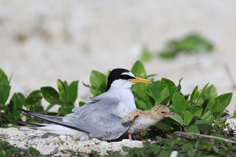 保育類小燕鷗3月底飛抵澎湖,經澎湖縣野鳥學會觀察,小燕鷗在4月中旬開始在青螺濕地產卵,5月1日迎來全台首隻雛鳥誕生。海洋委員會海洋保育署推出「燕鷗繁殖期守護行動」多語版本海報加強宣導,盼守護小燕鷗並降低民眾誤觸法令風險。(澎湖縣政府提供)中央社記者張已亷傳真 114年5月22日
