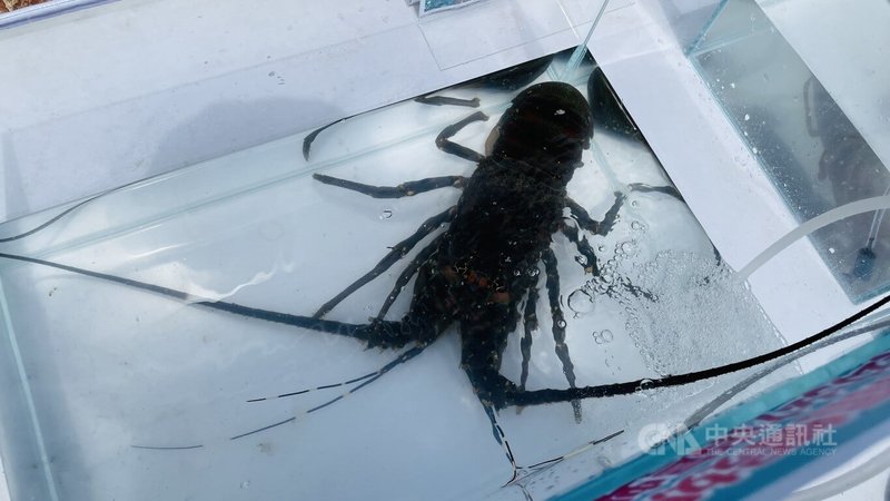 5月22日為國際生物多樣性日。中華大悲法藏佛教會與台灣海洋保育與漁業永續基金會合作,於台東富山漁業資源保育區放流抱卵龍蝦及蝦苗,守護海洋生物多樣性,並延續保育理念。中央社記者盧太城台東攝 114年5月22日