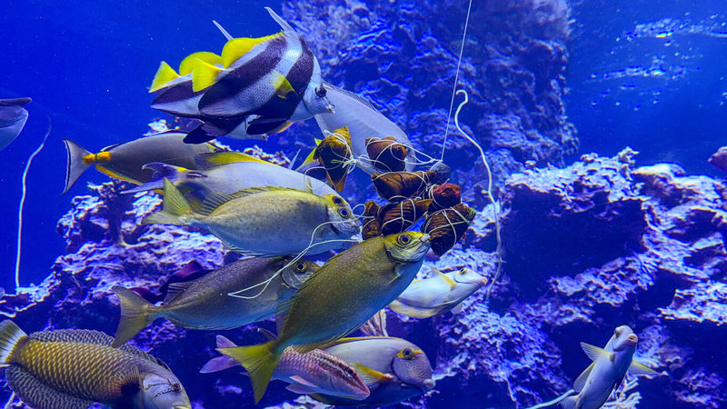 迎接端午連假,屏東海生館推出限定版餵食秀,特製整串海洋粽子餌料,將於31日端午節當天,珊瑚王國館獨立礁缸投食餵魚。(屏東海生館提供)中央社記者黃郁菁傳真 114年5月23日