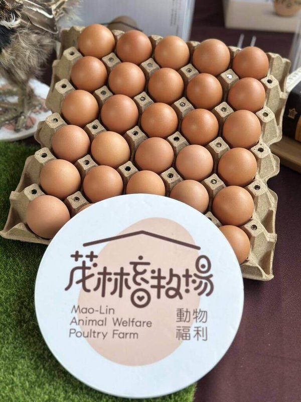 苗栗縣造橋鄉茂林畜牧場生產非籠飼動物福利雞蛋,克服檢疫、運輸與通路開發等挑戰,將銷往友邦帛琉,是國產動物福利雞蛋首次通過官方檢疫後正式出口。(茂林畜牧場提供)中央社記者管瑞平傳真 114年5月23日