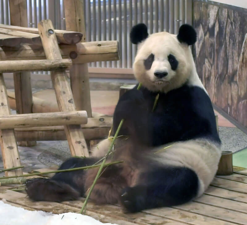 日本和歌山縣白濱町主題公園「冒險大世界」飼養的大貓熊良濱。(共同社)