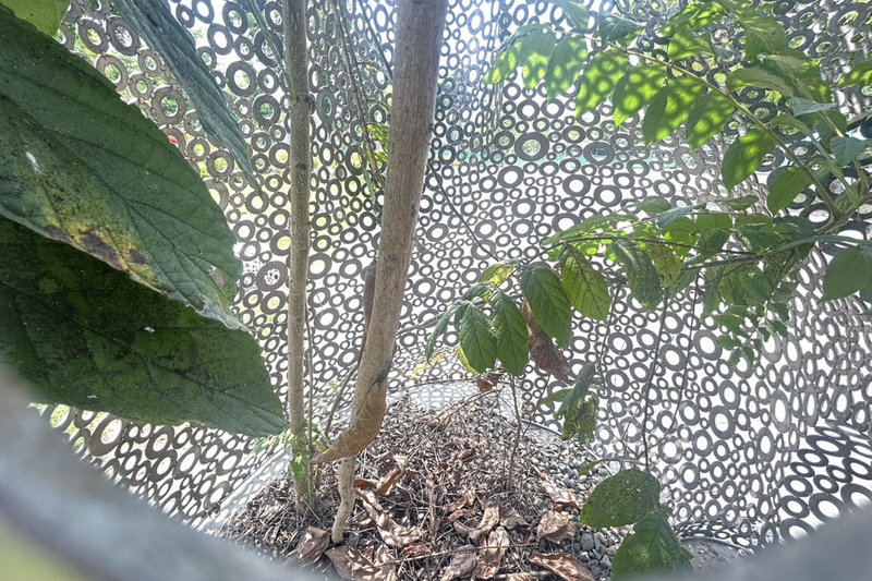 台南山上花園水道博物館入口廣場處的貓造型裝置藝術「幸福.召喚」,近日被發現有一株植物從基座下方自然生長後,穿過鏤空作品從頭頂長出枝葉。(館方提供)中央社記者楊思瑞台南傳真 114年5月25日