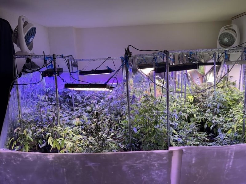 保三總隊繼破獲墨西哥籍聖姓補教老師涉栽種大麻,循線發現植株由尼泊爾籍金姓補教老師提供,專案小組1月發動搜索並逮捕金嫌,在屋內查獲大麻植株等贓證物。(保三總隊提供)中央社記者王朝鈺傳真 114年5月28日