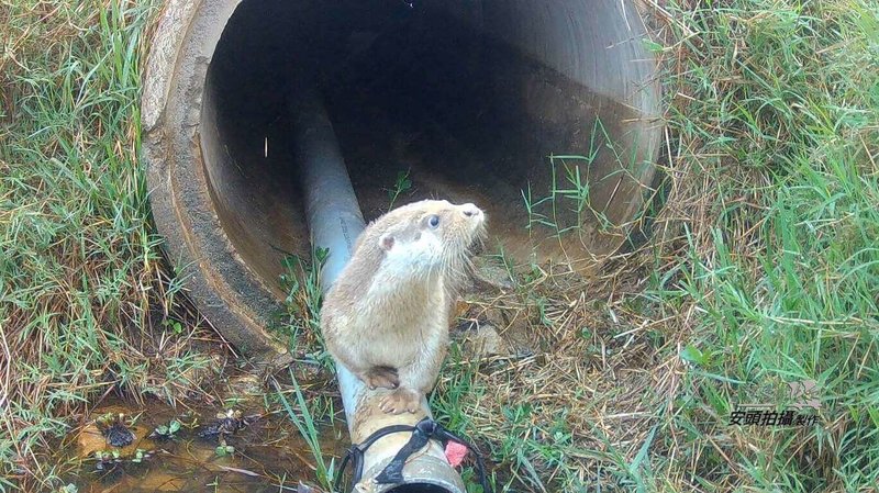金門是台灣僅存有較穩定歐亞水獺族群地區,適逢世界水獺日,金門民眾蔡添丁在臉書(Facebook)貼出拍攝到的野外水獺身影,他設置紅外線自動相機至今約5年,期望有更多金門人認識水獺就在身邊。(蔡添丁提供)中央社記者吳玟嶸傳真 114年5月28日
