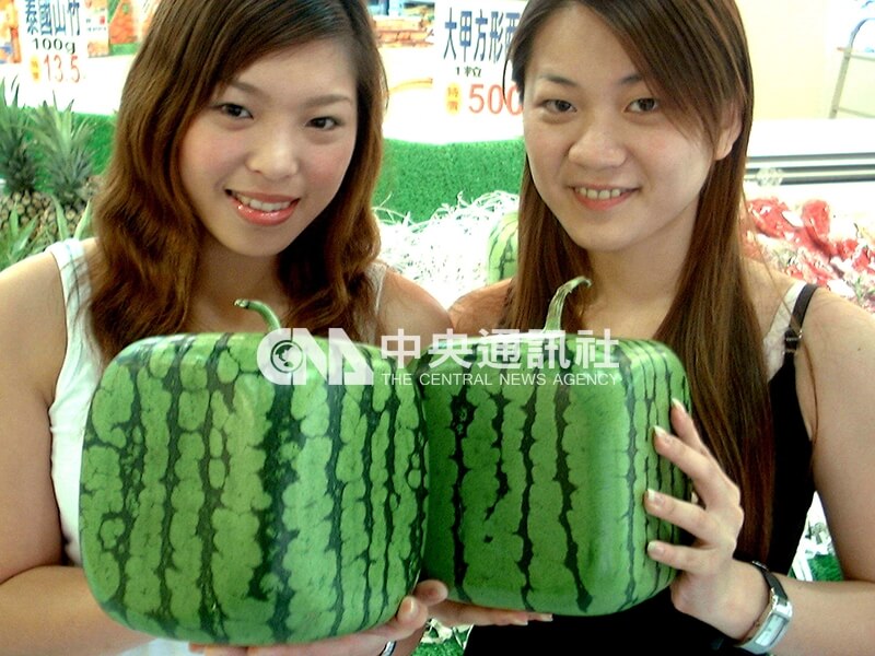 台中縣大甲鎮瓜農根據日本成功種植方形西瓜的經驗,研發出物廉價美的方形西瓜在全國各地上市。中央社記者邱俊欽桃園傳真 91年5月29日