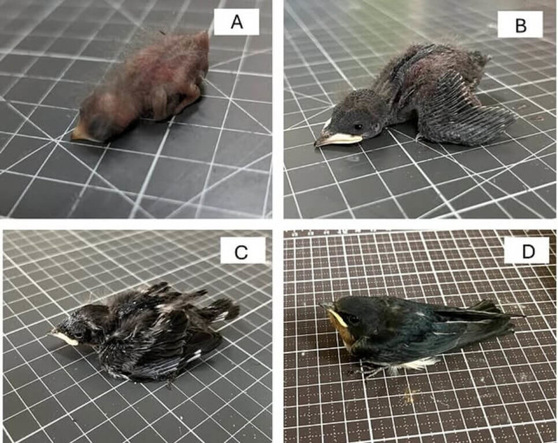 台中市野生動物保育學會指出,家燕屬夏候鳥,每年5至7月是孵化繁衍期,近日常接獲民眾通報燕子掉落騎樓,學會區分出4種類別幼鳥,說明可能遭遇的狀況。(台中市野生動物保育學會提供)中央社記者蘇木春傳真 114年5月28日