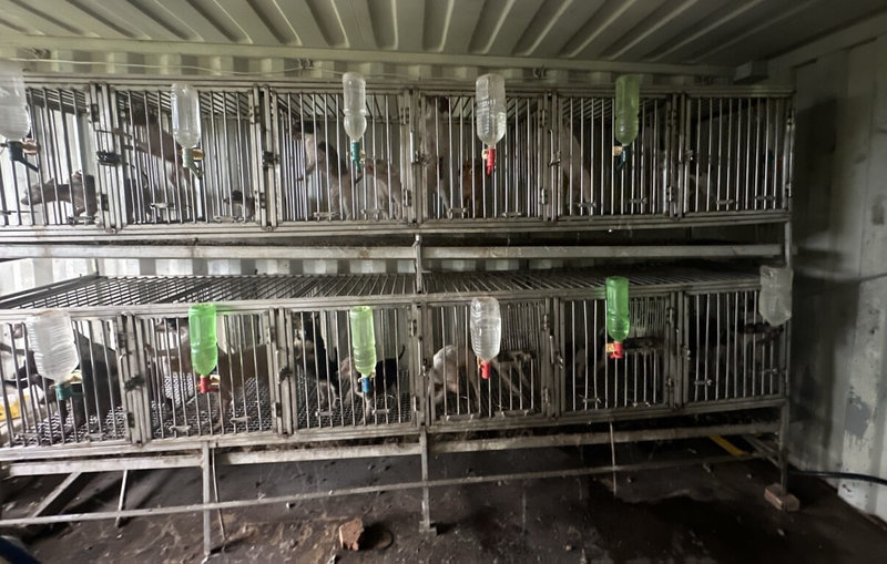 桃園市政府動物保護處28日會同警方至大溪區稽查非法犬隻繁殖場,查獲該址貨櫃屋內有貴賓犬、約克夏、瑪爾濟斯等26隻品種犬,環境惡臭且犬隻狀況不佳。(桃園市政府動物保護處提供)中央社記者葉臻傳真 114年5月29日