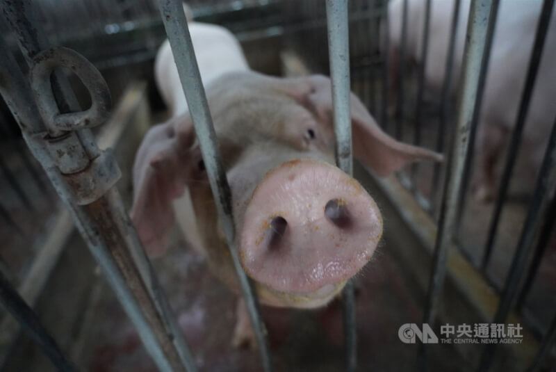 世界動物衛生組織正式認證台灣成為亞洲唯一沒有非洲豬瘟、傳統豬瘟、口蹄疫3大豬病的國家。圖為高雄養豬場豬隻。(中央社檔案照片)