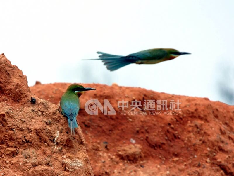 栗喉蜂虎為金門外島夏季最具特色的候鳥,羽色艷麗,捕食敏捷,被譽為「夏日精靈」,金門國家公園管理處列為夏季賞鳥活動主角。中央社記者倪國炎攝 94年7月6日