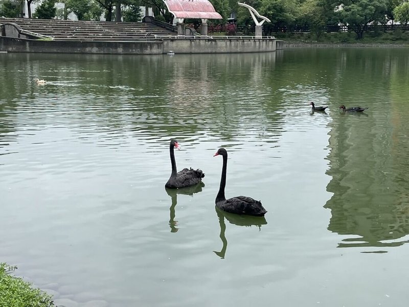 台中市秋紅谷生態公園黑天鵝家族從最初的4隻增至15隻,市府推動贈養計畫,其中台北大學認養2隻,校方近日南下迎接2隻黑天鵝展開新生活。(台中市政府提供)中央社記者郝雪卿傳真 114年5月30日