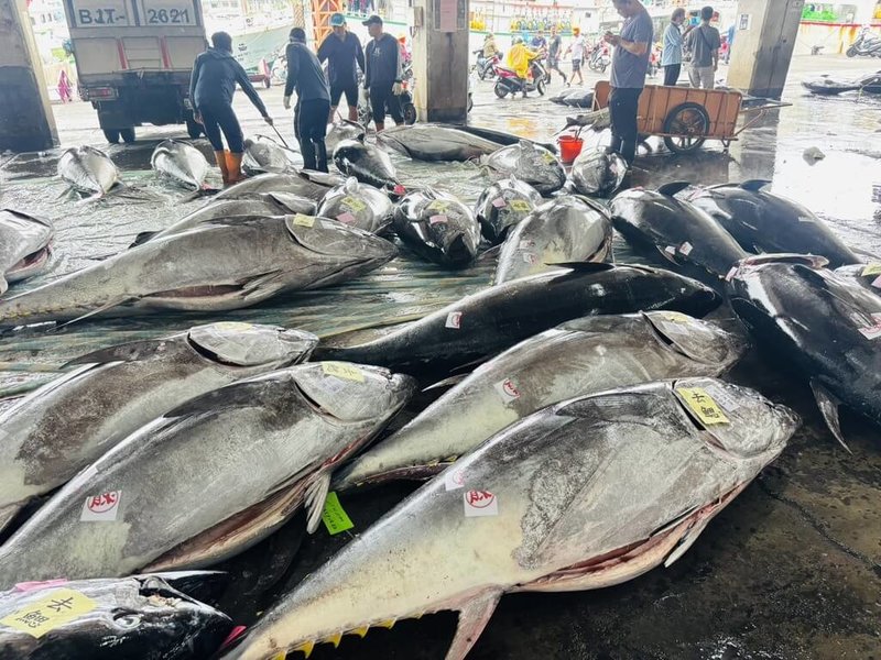 近日黑鮪漁獲大豐收,漁業署已於29日公告,2025年配額2200公噸已達68%,黑鮪標籤申領數量依漁船總噸位下調;預估31日將達配額85%,6月5日起實施禁捕。圖為東港魚市場盛況。(民眾提供)中央社記者黃郁菁傳真 114年5月30日