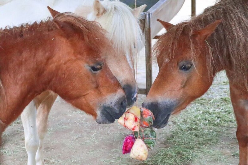 迎接端午節,六福村迷你馬園區以繩子掛上冰粽,迷你馬靠近後會先聞氣味,接著舔冰粽,還會玩繩索互動,模樣可愛。(六福村提供)中央社記者郭宣彣傳真 114年5月30日
