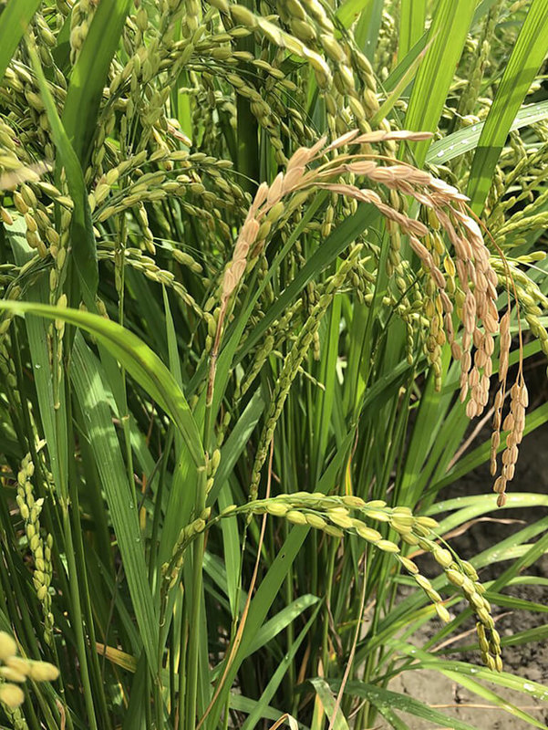 農業部台東區農業改良場31日表示,適逢梅雨季節來臨,氣候陰晴不定,午後或晚間常有小雨或陣雨發生,台東水稻已零星出現白葉枯病罹病徵狀,加上最近正值抽穗期,高溫高濕環境下,易發生穗稻熱病。(台東區農業改良場提供)中央社記者盧太城台東傳真 114年5月31日