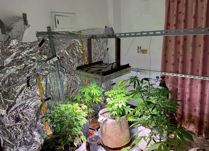 嘉義縣李姓男子113年間自泰國夾帶大麻種子回國栽植販賣牟利,114年3月間遭臨檢員警識破車上置放的大麻花,進而查獲山區植栽場。(嘉義地檢署提供)中央社記者黃國芳傳真 114年6月2日