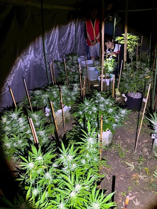 嘉義縣李姓男子113年間自泰國夾帶大麻種子回國栽植販賣牟利,114年3月間遭臨檢員警識破車上置放的大麻花,進而查獲山區植栽場,查扣大麻植株101株等,嘉檢起訴。(嘉義地檢署提供)中央社記者黃國芳傳真 114年6月2日