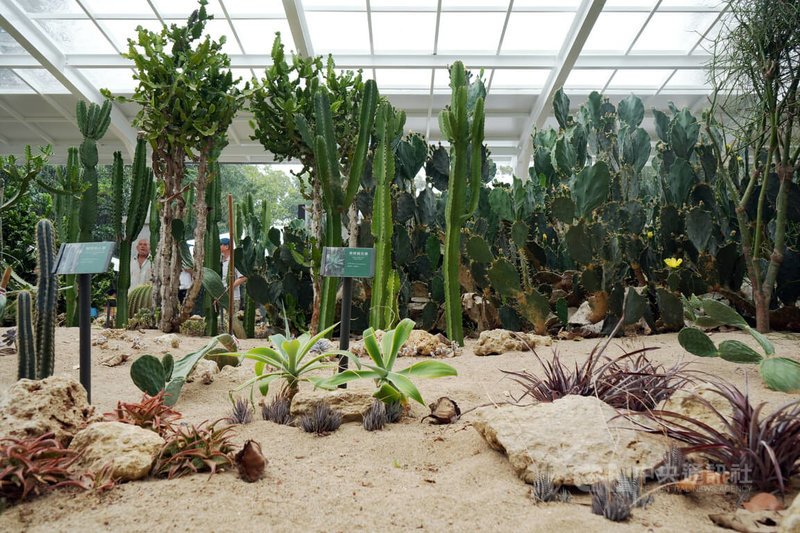 墾丁國家森林遊樂區多肉植物展示區民國62年設立,為北回歸線以南重要乾旱植物展示場,展示超過20多種多肉植物,包括弁慶柱、台灣佛甲草、龍骨麒麟、月光兔耳等特色植栽。中央社記者黃郁菁攝 114年6月3日
