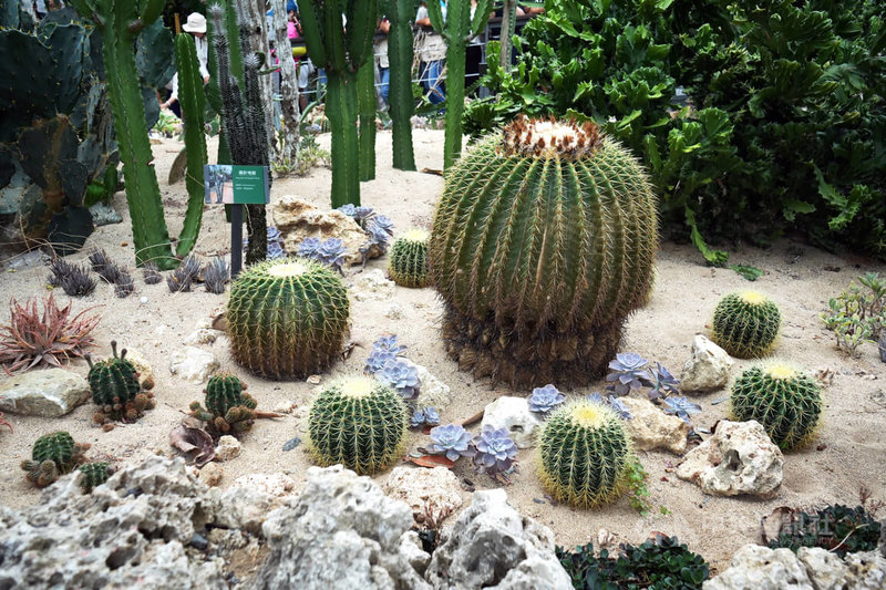 墾丁國家森林遊樂區多肉植物展示區展示超過20多種多肉植物,為兼具觀光與生態學習功能的自然教室,其中金鯱已栽種多年、成長茁壯,是區內一大亮點。中央社記者黃郁菁攝 114年6月3日