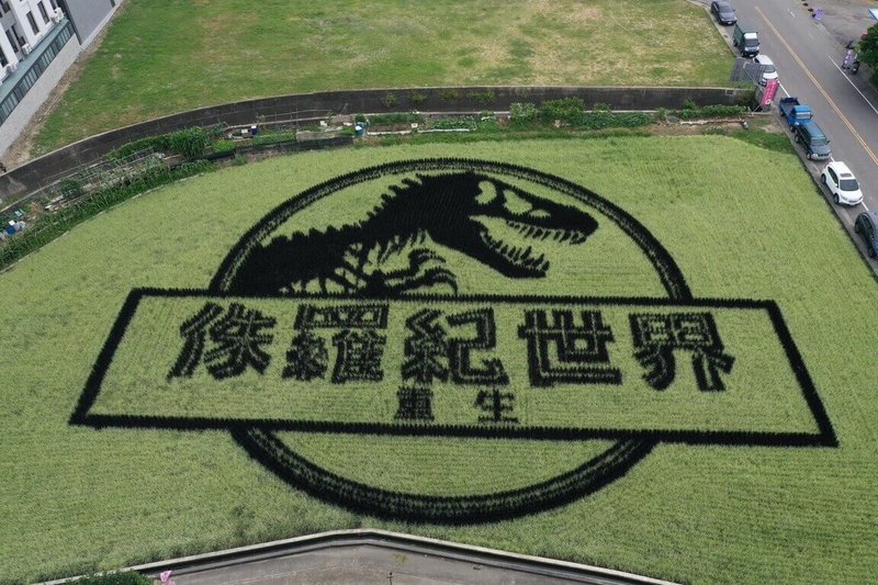 苗栗縣苑裡鎮農會稻田彩繪獲環球影業青睞,在苑裡藺草文化館對面稻田合作呈現電影「侏羅紀世界:重生」經典LOGO與恐龍圖騰。(苑裡鎮農會提供)中央社記者管瑞平傳真 114年6月5日