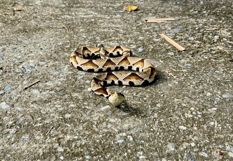 近日氣候多變,又碰上進入蛇出沒旺季,台東縣衛生局備好毒蛇血清,台東114年截至6月6日已有5件蛇咬傷通報送醫,台東縣政府呼籲民眾提高警覺,避免驚擾毒蛇。圖為百步蛇。(台東縣政府提供)中央社記者盧太城台東傳真 114年6月6日