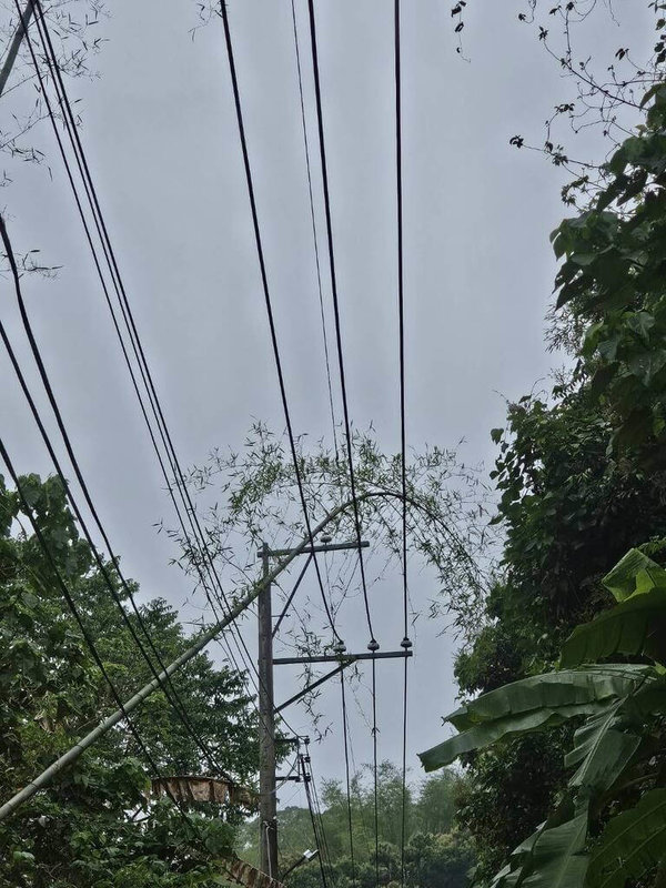 針對近日外界質疑「台電刻意放出小動物造成停電」,台灣電力股份有限公司台中區營業處6日表示,外物碰觸停電事故與缺電無關,已加強防範鳥獸、樹竹修剪等措施。(台電提供)中央社記者蘇木春傳真 114年6月6日