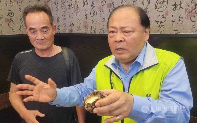 澎湖縣政府農漁局7日舉行「馬糞海膽」養殖產業成果發表,縣長陳光復(右)盛讚海膽如人間美味,他表示,海膽養殖可控制產量,全年都可供應。中央社 114年6月7日