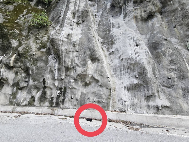 有民眾8日騎車行經南橫公路霧鹿路段時,發現有疑遭路殺的小動物倒臥路上,竟是一隻台灣黑熊幼熊。員警到場確認幼熊已無生命跡象,且同時在事發地點上方崖壁目擊到應是成年母熊個體,短暫停留後離開。(林業及自然保育署台東分署提供)中央社記者李先鳳傳真 114年6月8日