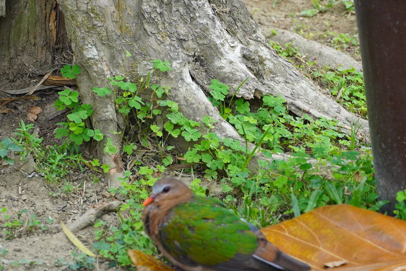 台南山上花園水道博物館園區近日出現台灣野外較少見鳥類翠翼鳩,有遊客驚喜表示,以前只在偏僻林地才有機會看到,沒想到可近距離目擊,還不怕人,實在難得。(館方提供)中央社記者楊思瑞台南傳真 114年6月8日