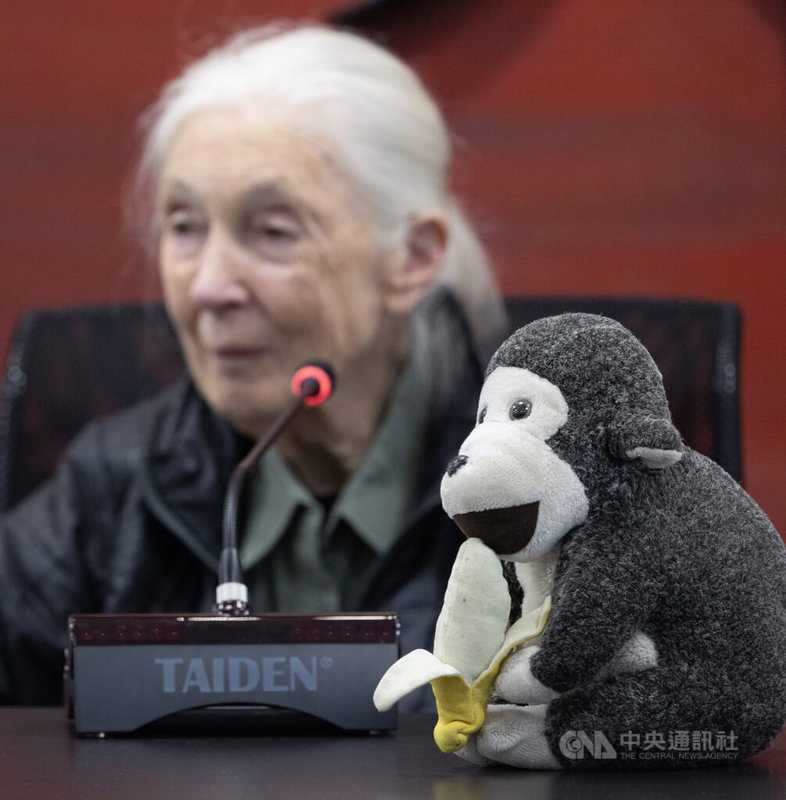 2020年唐獎永續發展獎得主、國際知名保育專家珍古德(Jane Goodall)(圖)9日在唐獎教育基金會接受媒體聯訪,並帶著黑猩猩絨毛娃娃一同出席與會。中央社記者趙世勳攝 114年6月9日