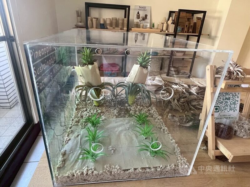 均苑有限公司致力開發植物纖維產品,與台灣設計研究院合作,將鳳梨農廢轉化開發可分解「鳳梨地膜」與「鳳梨套袋」,獲2025年德國iF設計獎。中央社記者郝雪卿攝 114年6月9日