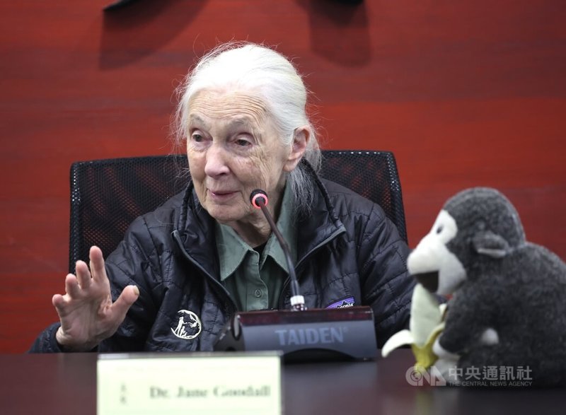 珍古德教育及保育協會邀請國際知名靈長類動物學家暨聯合國和平大使珍古德(Jane Goodall)(圖)來台演講,並安排珍古德9日於唐獎基金會接受媒體聯訪,訪談中珍古德也回應AI相關議題。中央社記者趙世勳攝 114年6月9日