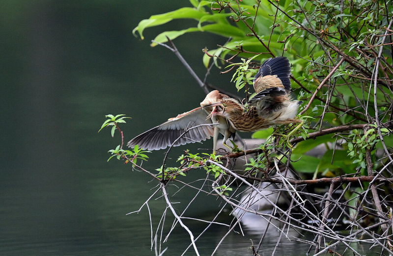 台東縣野鳥學會協助台東縣政府在森林公園鷺鷥湖打造人工浮島,日前發現有黃小鷺築起愛巢並誕下幼鳥。(莊姓鳥友提供)中央社記者盧太城台東傳真 114年6月10日