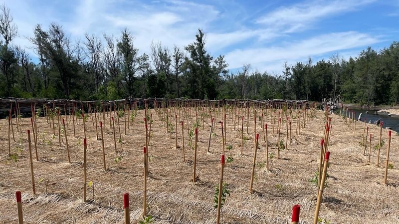農業部林業試驗所推動劣化地復育,透過天然更新與人工造林雙管齊下,試驗種植海檬果等數10種耐鹽、耐淹的樹種,並在劣化地試驗區完成稻草蓆鋪設及覆蓋表土以減少水分蒸發。(林試所提供)中央社記者汪淑芬傳真 114年6月10日