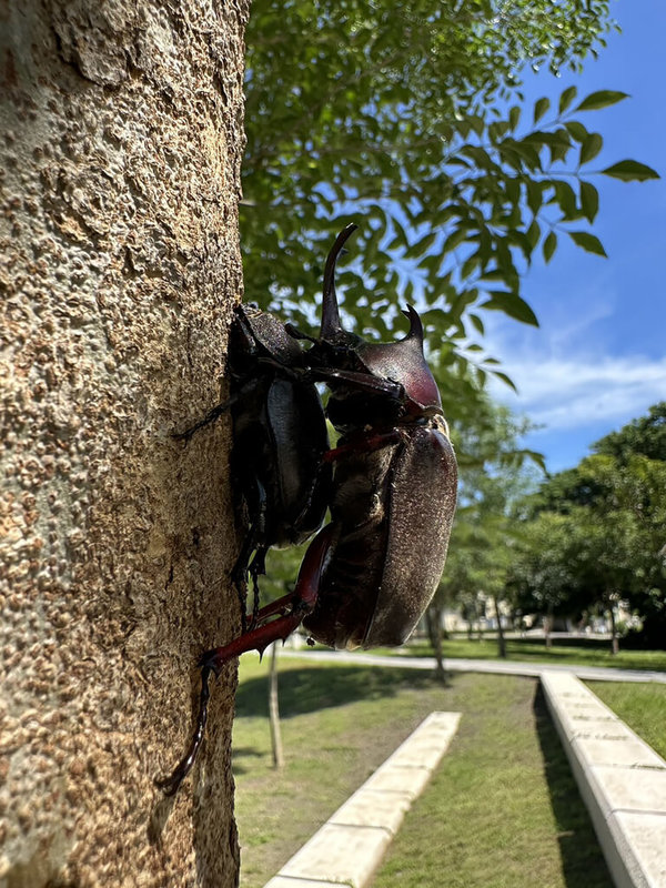6月正值獨角仙繁殖季節,湖埔社區大學講師謝文猷指出,溪湖中央公園獨角仙數量疑減少,將成立獨角仙巡護隊,記錄並宣導正確觀念。(謝文猷提供)中央社記者鄭維真傳真 114年6月10日