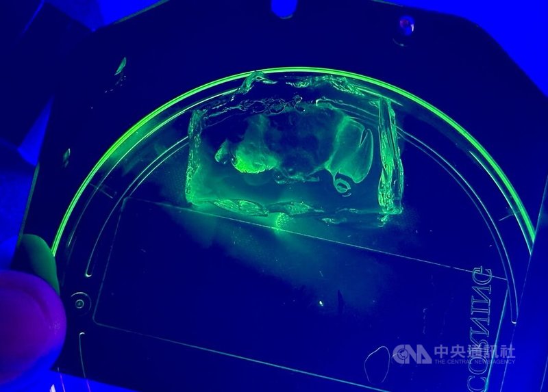 中研院團隊創全球之先,採用聚丙烯酸鉀聚合物製作凝膠,開發新型膨脹顯微術,登上國際期刊「自然通訊」。圖為團隊展示原尺寸果蠅腦(下方螢光綠點),以及藉由凝膠把體積放大約51萬2000倍的果蠅腦(上方螢光綠塊狀物)。中央社記者張璦攝 114年6月11日