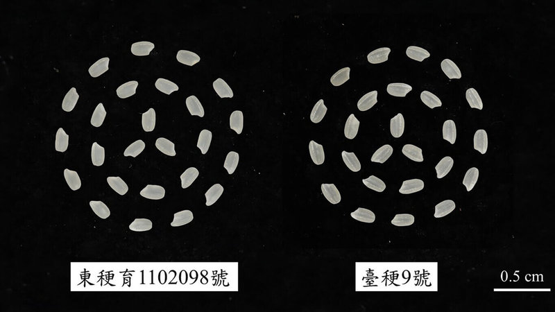 農業部台東區農業改良場指出,成功選育水稻香米新品種,具有爆米花香氣及能抗病、抗倒伏,10日通過審查命名為「臺東36號」。圖為臺東36號(左)與對照品種臺稉9號(右)白米比較。(台東區農業改良場提供)中央社記者盧太城台東傳真 114年6月11日