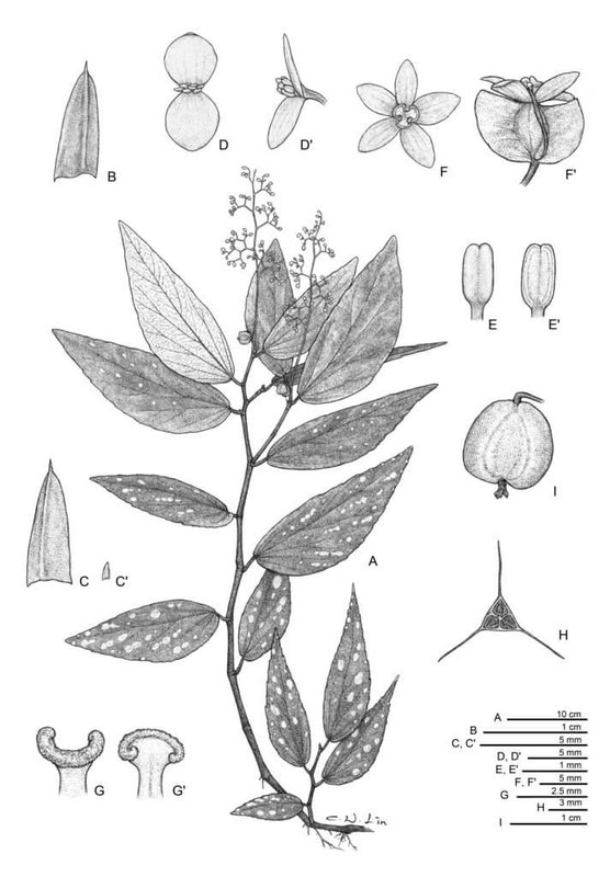 艾米達拉秋海棠(Begonia amidalae)為2014年發表的沙勞越特有種,也是植物分類專家林哲緯與時任中央研究院生物多樣性研究中心的專家彭鏡毅合作初期發表新種之一。圖為林哲緯繪製圖稿。(林哲緯提供)中央社記者王寶兒傳真 114年6月11日