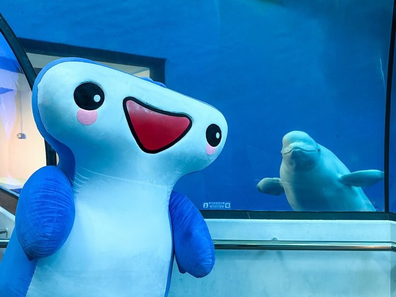 屏東海生館全新吉祥物「鯊寶SharkBao」將於暑假期間每週六「鯊寶海洋派對」亮相世界水域館,現場拍照打卡可兌換限量鯊魚吊飾。(國立海洋生物博物館提供)中央社記者黃郁菁傳真 114年6月12日