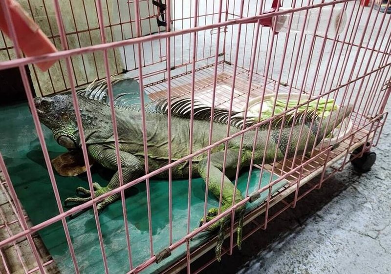 外來種綠鬣蜥橫行南部,南投縣政府農業處、埔里鎮公所12日辦理綠鬣蜥移除宣導活動,呼籲民眾野外發現綠鬣蜥等外來種動物可撥1999通報,更不能飼養、棄置,以免造成環境更大危害。(埔里鎮公所提供)中央社記者蕭博陽南投縣傳真 114年6月12日