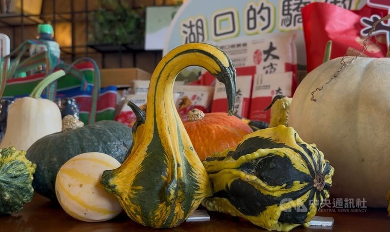 新竹縣湖口鄉農會12日舉辦瓜瓜節宣傳活動,現場擺放造型南瓜,如外型像天鵝的南瓜及西瓜紋路南瓜等,展現農產多元樣貌。中央社記者郭宣彣攝 114年6月12日