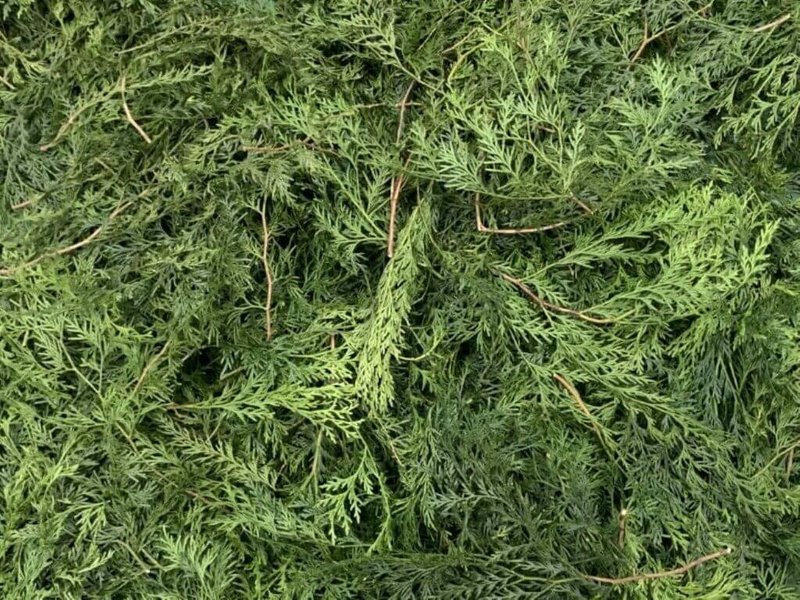 農業部林業試驗所從台灣特有樹種「台灣肖楠」廢棄枝葉中,成功萃取出具高抗菌、抗氧化及美容潛力的精油,林試所表示,這項研究不僅提升林業修枝作業的經濟效益,對農民與地方造林業者而言是一大福音。(農業部提供)中央社記者汪淑芬傳真 114年6月13日