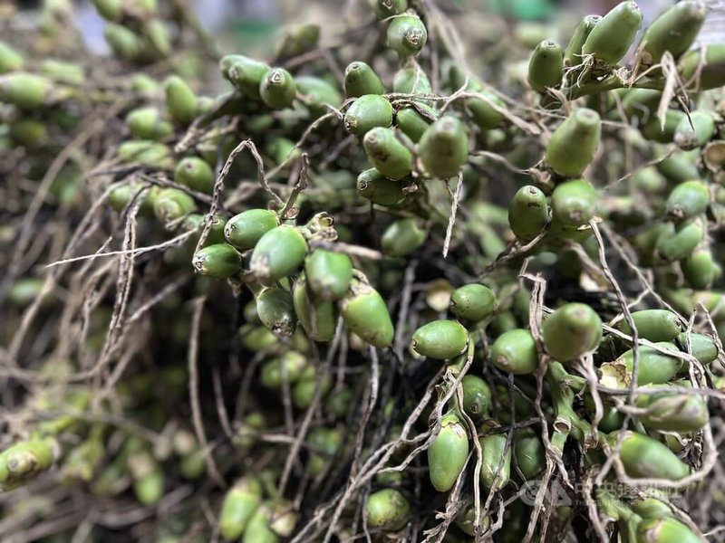 5名花蓮縣檳榔農民13日按鈴申告盧姓百大青農利用競租順位取得國有地承租權,又高價轉租給原耕作者,還強割檳榔等,認為盧姓青農涉組織犯罪、侵占、竊盜與恐嚇取財等罪嫌。中央社記者張祈攝 114年6月13日