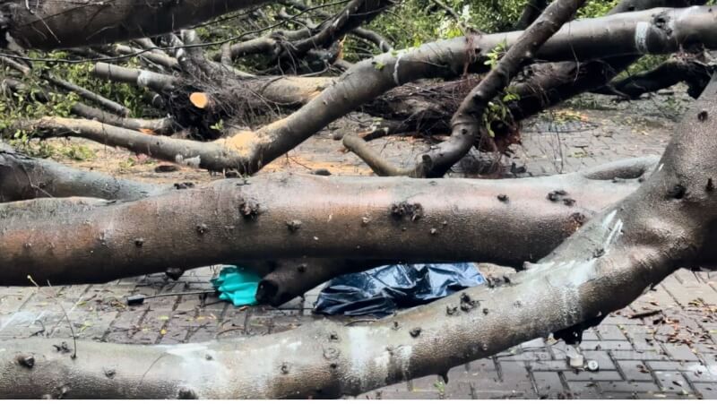 逢甲大學校內榕樹大道13日下午發生樹木倒塌意外釀死傷,傾倒樹幹橫亙路面,粗壯的樹枝下方還可見有人遺留的雨傘。中央社記者趙麗妍攝 114年6月13日
