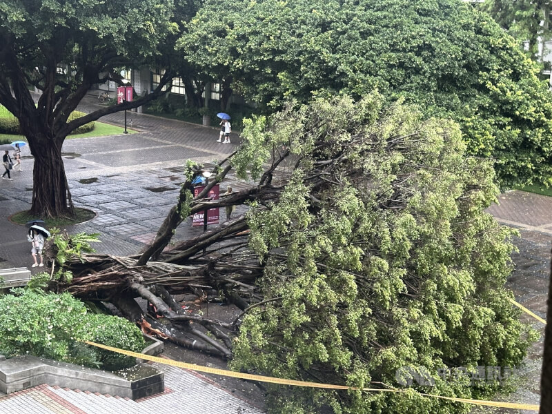 台中市13日一整天雨勢不斷,下午5時3分在逢甲大學校內發生有大榕樹倒塌意外,事故導致1死3傷。中央社記者趙麗妍攝 114年6月13日